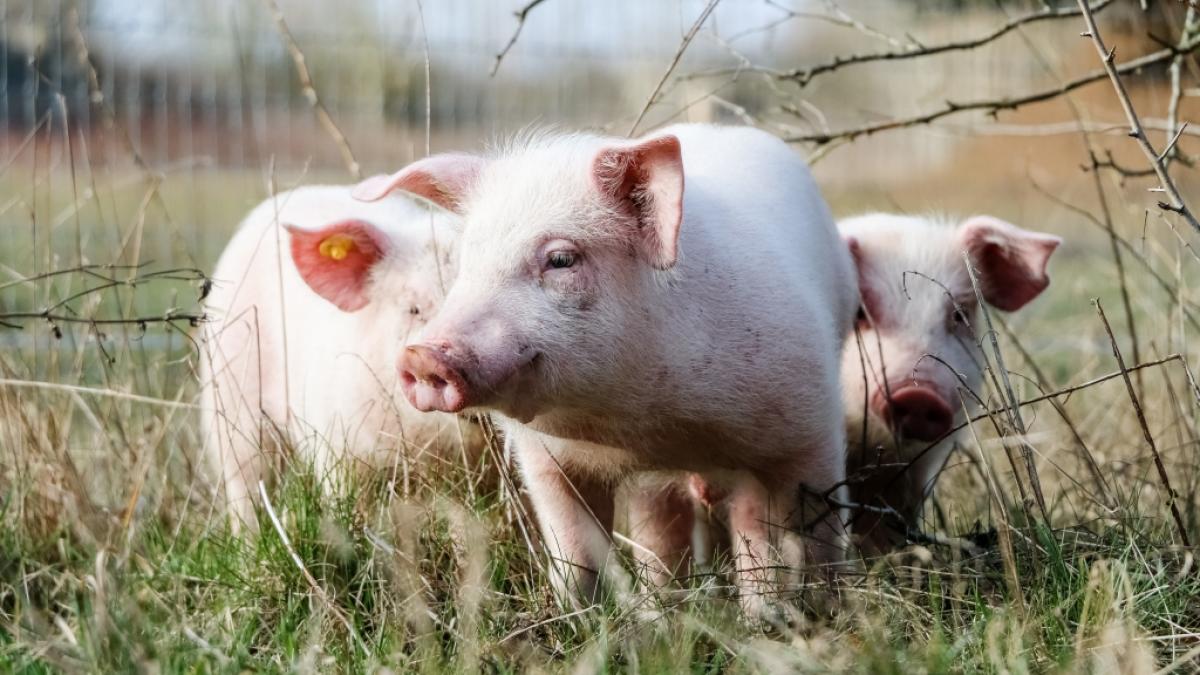 Ein Mann aus Nordamerika soll mehrere Tier, darunter die Schweine seines Vaters, missbraucht haben. (Symbolbild) (Foto)
