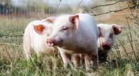Ein Mann aus Nordamerika soll mehrere Tier, darunter die Schweine seines Vaters, missbraucht haben. (Symbolbild)