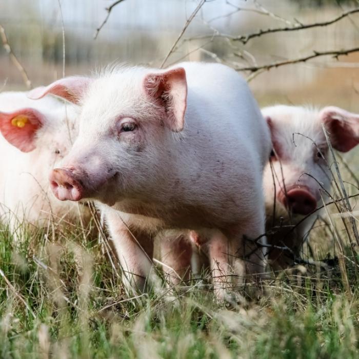 Abartig! Vater erwischt Sohn, wie er Schwein missbraucht