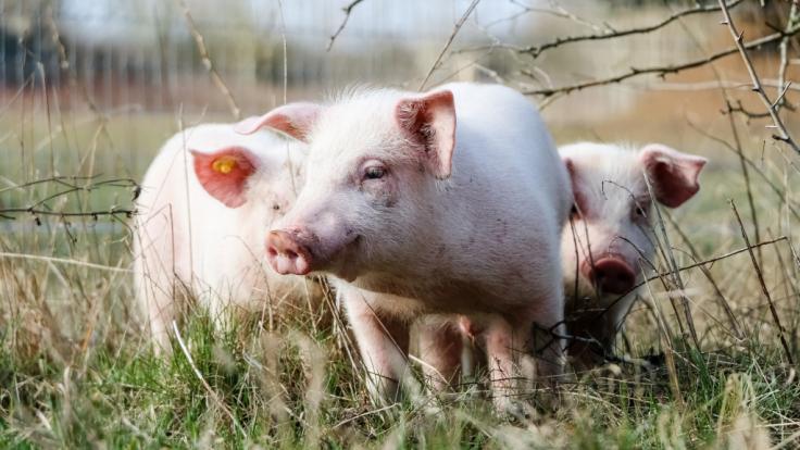 Ein Mann aus Nordamerika soll mehrere Tier, darunter die Schweine seines Vaters, missbraucht haben. (Symbolbild)