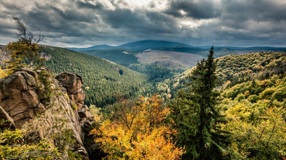 Im Harz soll sich ein mysteri&ouml;ser "Wolfsmensch" herumtreiben. (Foto)