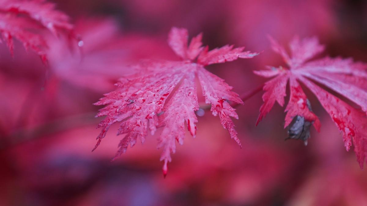 Der Herbst zeigt sich derzeit von seiner wechselhaften Seite. (Foto)