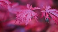 Der Herbst zeigt sich derzeit von seiner wechselhaften Seite.