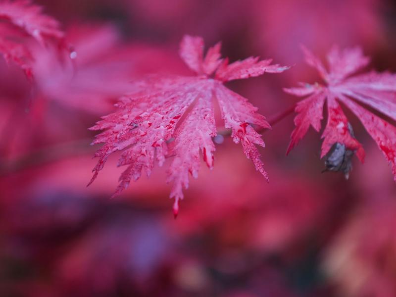Kaltes Herbstwetter voraus: Wo in Deutschland Frost droht