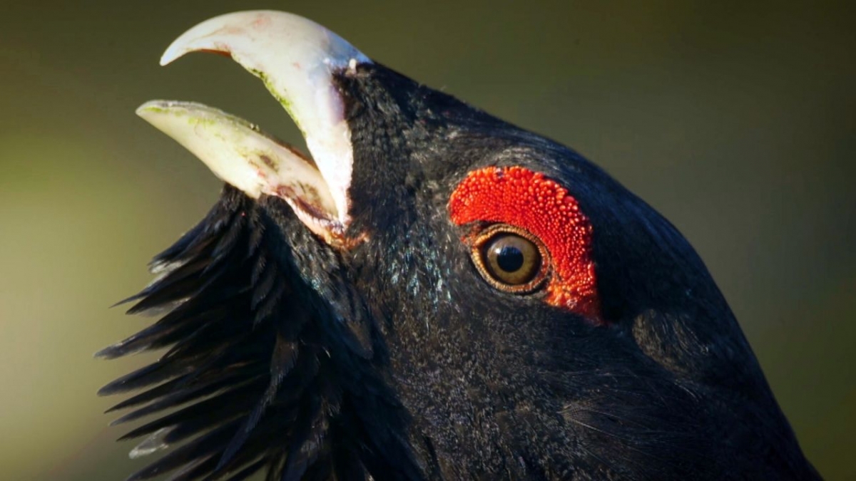 Wildnis Europa bei Arte (Foto)