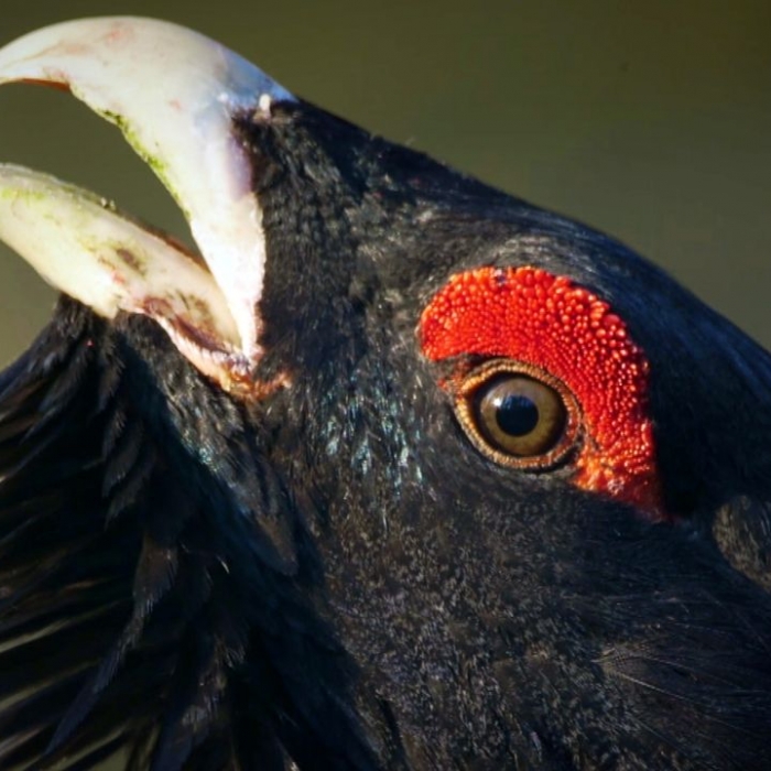 Wiederholung der Naturreihe im TV und online