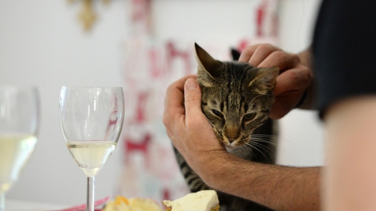 Im Berliner Katzencafé gibt's nicht nur Kaffee, sondern auch Katze to go.