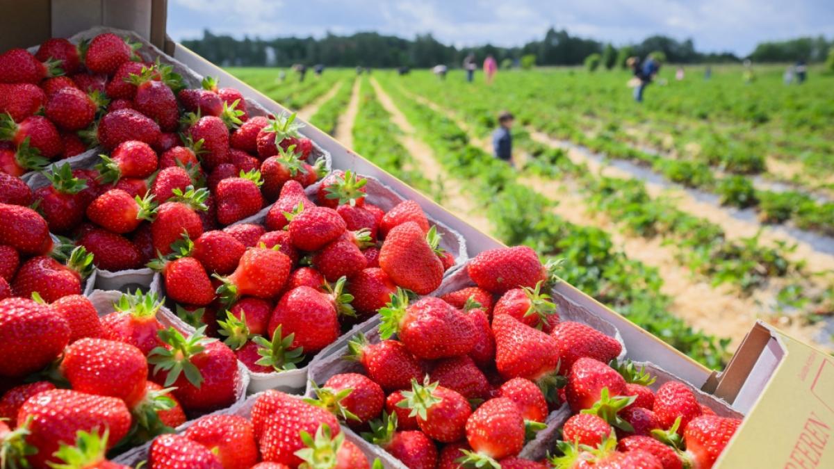 Deutschlands Bauern vernichten ihre Erdbeer-Ernte. (Foto)