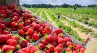 Deutschlands Bauern vernichten ihre Erdbeer-Ernte.