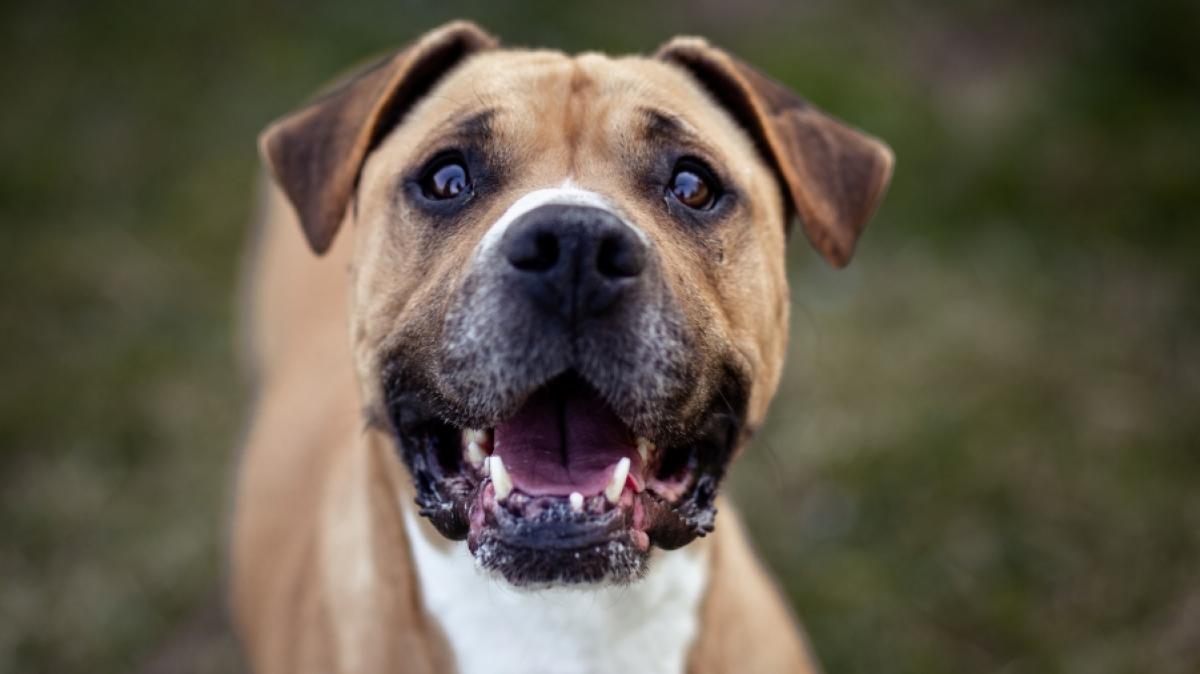 Vier Bulldoggen haben ihre Besitzerin zerfleischt. (Foto)