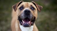 Vier Bulldoggen haben ihre Besitzerin zerfleischt.