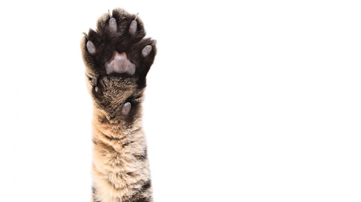 In der t&uuml;rkischen Provinz Karaman ist eine mutierte Katze tot geboren worden (Foto)