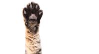 In der türkischen Provinz Karaman ist eine mutierte Katze tot geboren worden