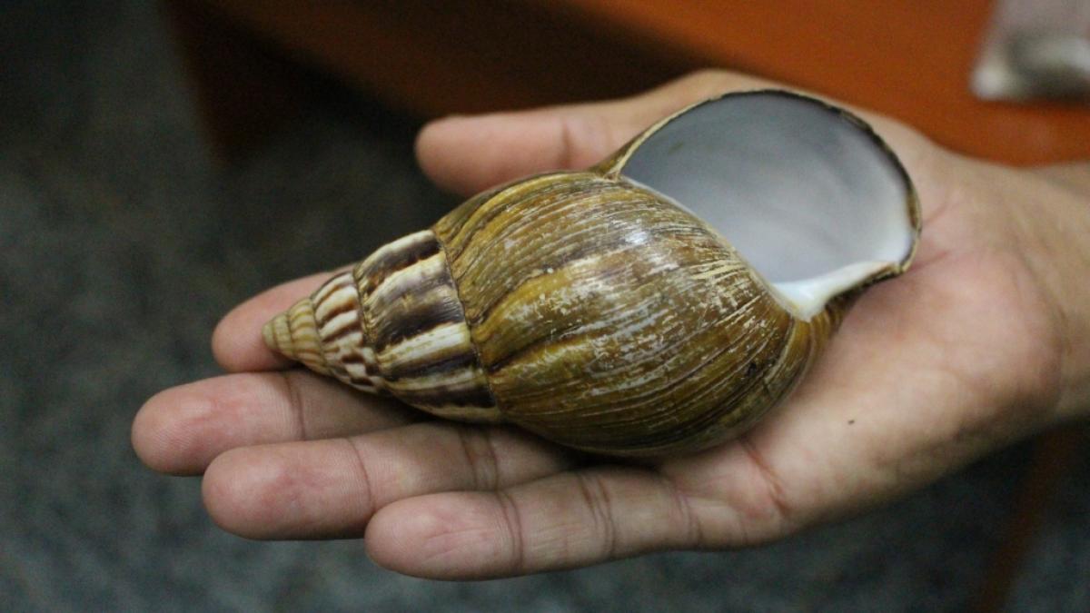 Diese Afrikanische Riesenschnecke kann t&ouml;dlich f&uuml;r den Menschen sein. (Foto)
