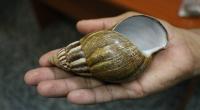 Diese Afrikanische Riesenschnecke kann tödlich für den Menschen sein.