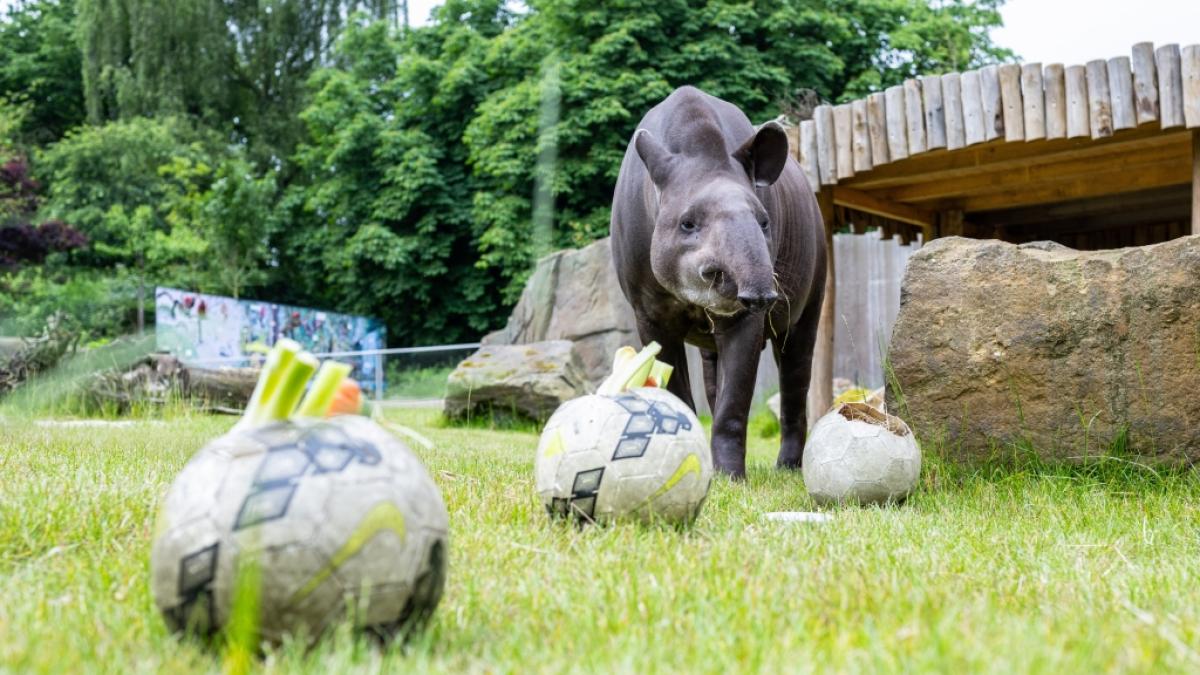Tapir Theo vom Allwetterzoo M&uuml;nster tippt die Spiele der deutschen Nationalmannschaft bei der EM 2024. (Foto)