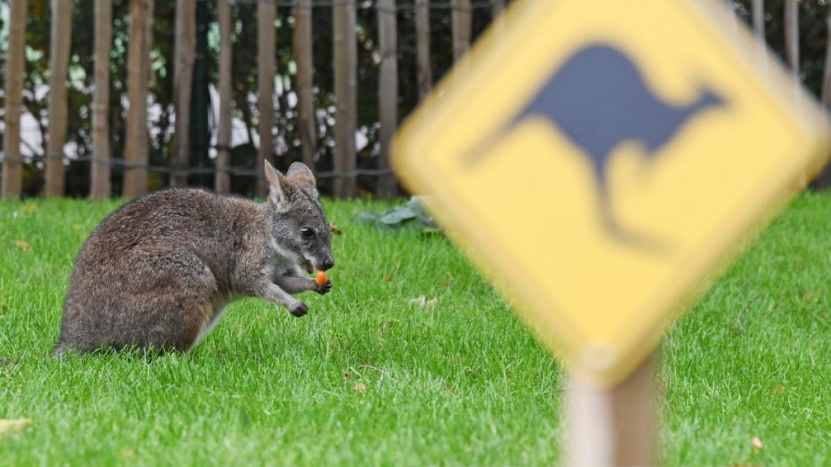 Ein K&auml;nguru ist nahe der Schw&auml;bischen Alb ausgeb&uuml;xt (Symbolbild). (Foto)