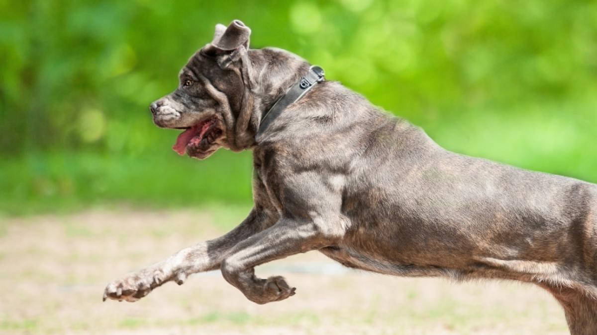 Ein Cane-Corso-Mischling hat eine 83-J&auml;hrige zerfleischt. (Foto)