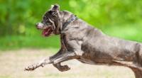 Ein Cane-Corso-Mischling hat eine 83-Jährige zerfleischt.