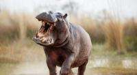 Ein zweijähriger Junge wurde in Uganda von einem Nilpferd angegriffen. (Symbolfoto)