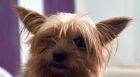 In Österreich wurde ein Yorkshire Terrier in einem Wäschetrockner zu Tode gequält.