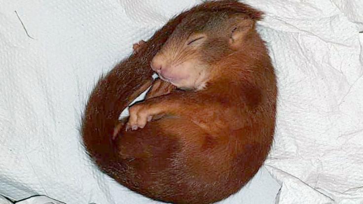Dieses Eichhörnchen jagte einen Mann durch Karlsruhe!