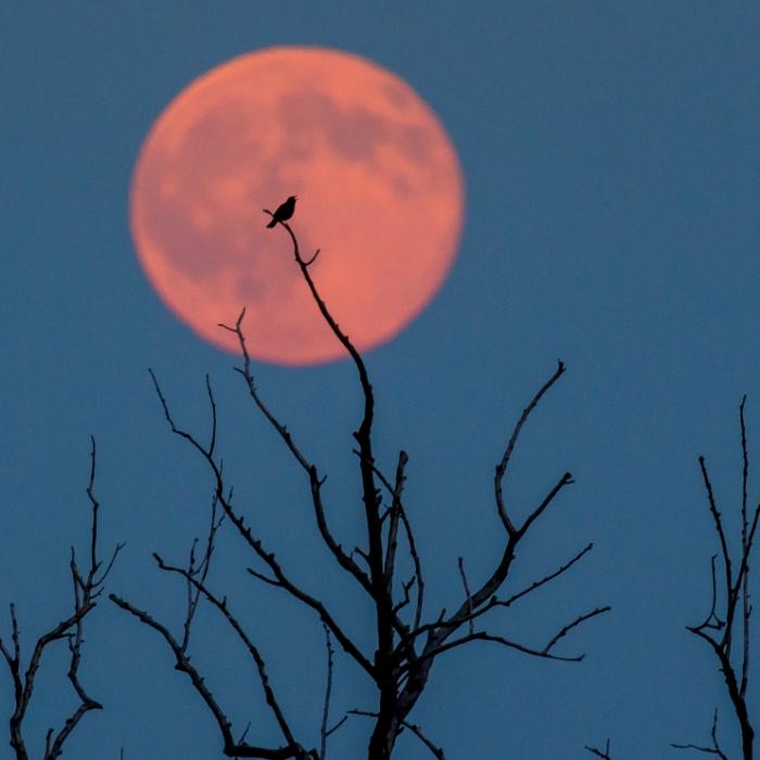 Zauberhaft! Strahlender Erdbeermond funkelt am Nachthimmel