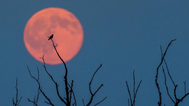 Im Juni verwandelt sich der Vollmond zum Erdbeermond.