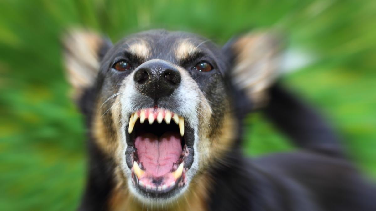 Eine schwangere Frau wurde offenbar von mehreren Hunden zu Tode gebissen. (Foto)