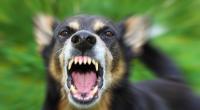Eine schwangere Frau wurde offenbar von mehreren Hunden zu Tode gebissen.