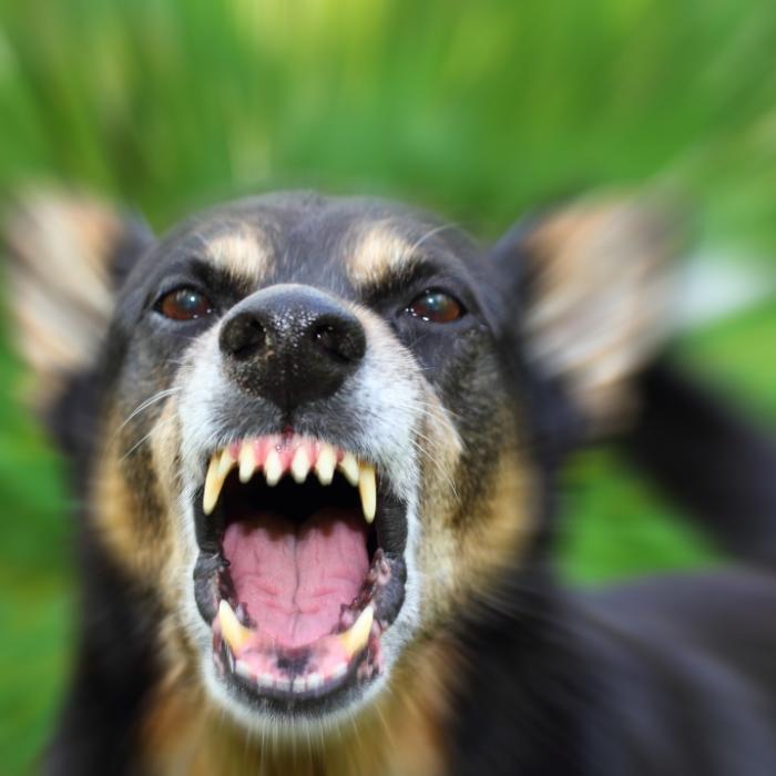 Schwangere (29) von Hunden zerfleischt - tot!