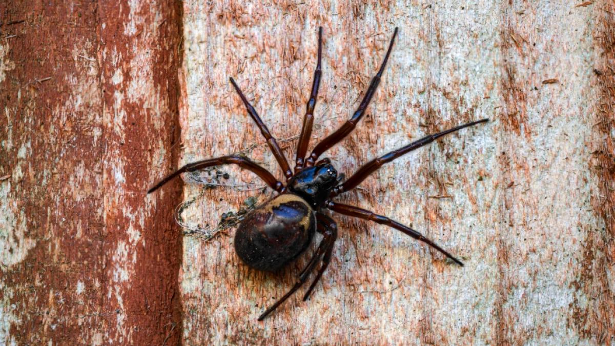 Die Falsche Witwe (Steatoda nobilis) scheint sich in Europa immer wohler zu f&uuml;hlen. (Foto)