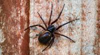 Die Falsche Witwe (Steatoda nobilis) scheint sich in Europa immer wohler zu fühlen.