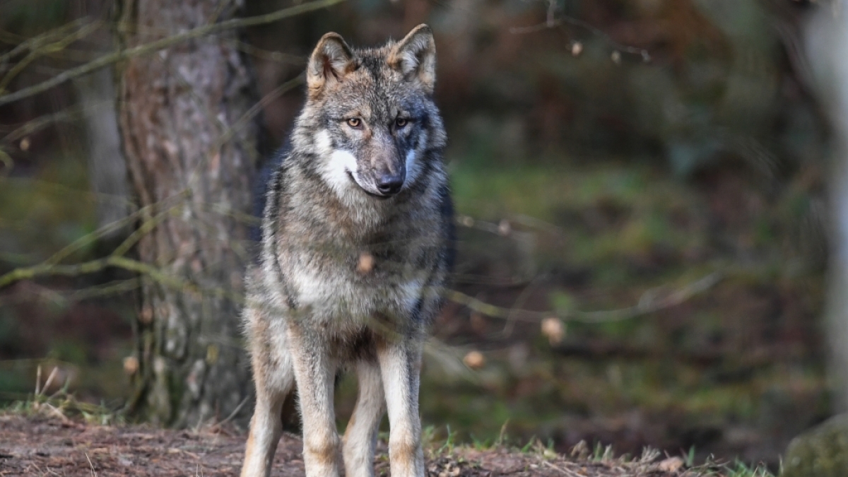 Um seine Vieherde zu sch&uuml;tzen, erlegte ein Farmer einen vermeintlichen Wolf. Doch das Tier geh&ouml;rt zu keiner bisher bekannten Gattung. (Symbolfoto) (Foto)
