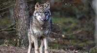 Um seine Vieherde zu schützen, erlegte ein Farmer einen vermeintlichen Wolf. Doch das Tier gehört zu keiner bisher bekannten Gattung. (Symbolfoto)