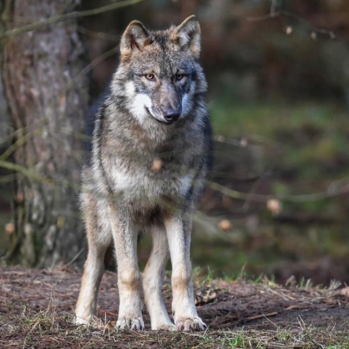 Bigfoot oder Werwolf? Was ist DIESE Kreatur?