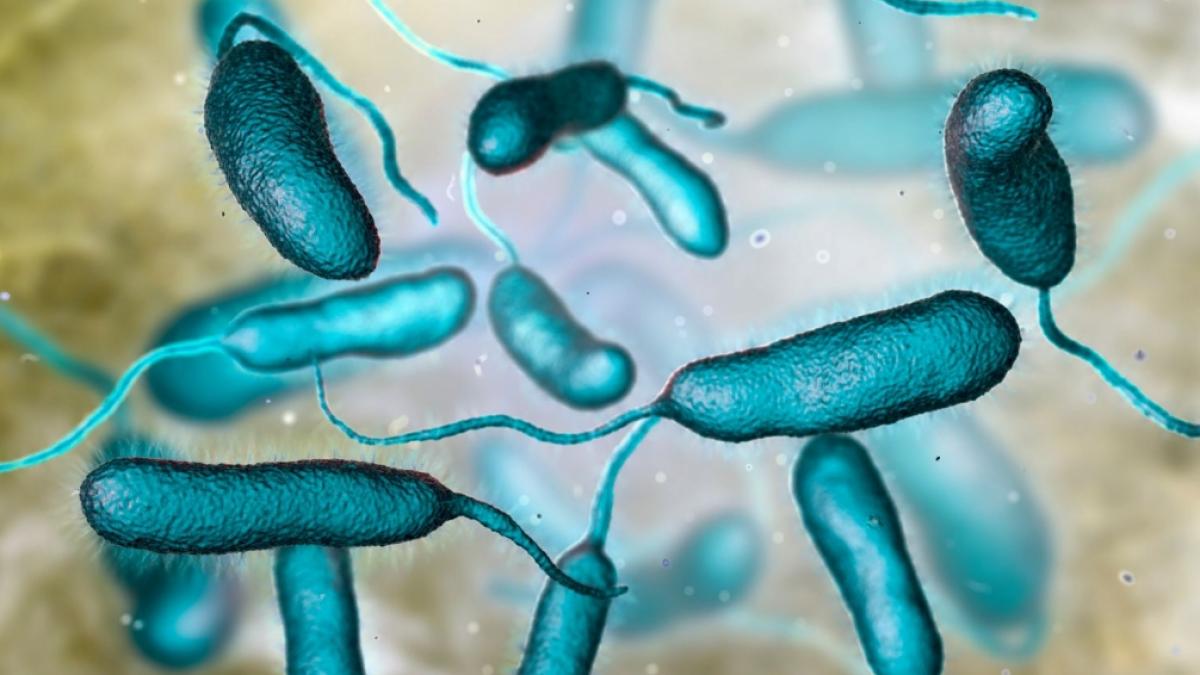 Eine Infektion mit dem Erreger Vibrio vulnificus kostete f&uuml;nf Menschen in Florida das Leben. (Foto)