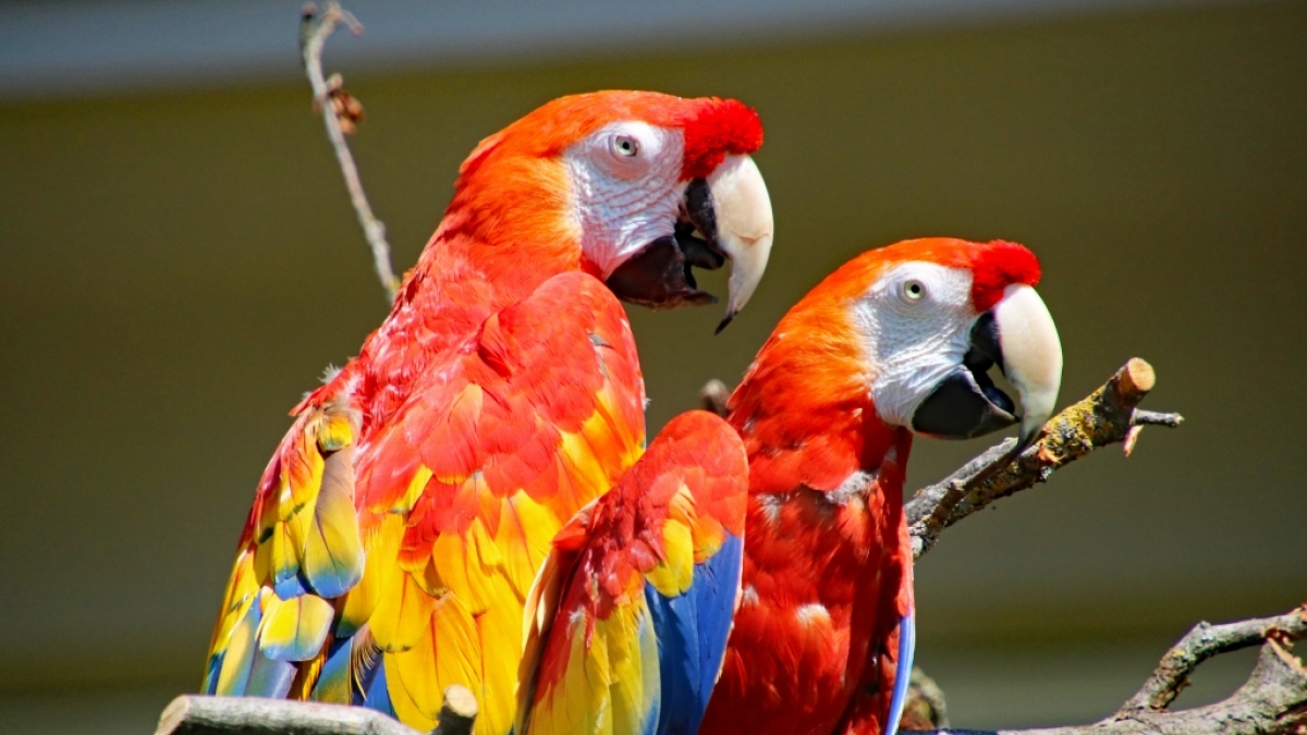 Papagei Douglas, besser bekannt als "Rosalinda" aus dem Film "Pippi im Taka-Tuka-Land", lebte im Karlsruher Zoo zuletzt mit Artgenosse Rubin (vorne) zusammen. (Foto)