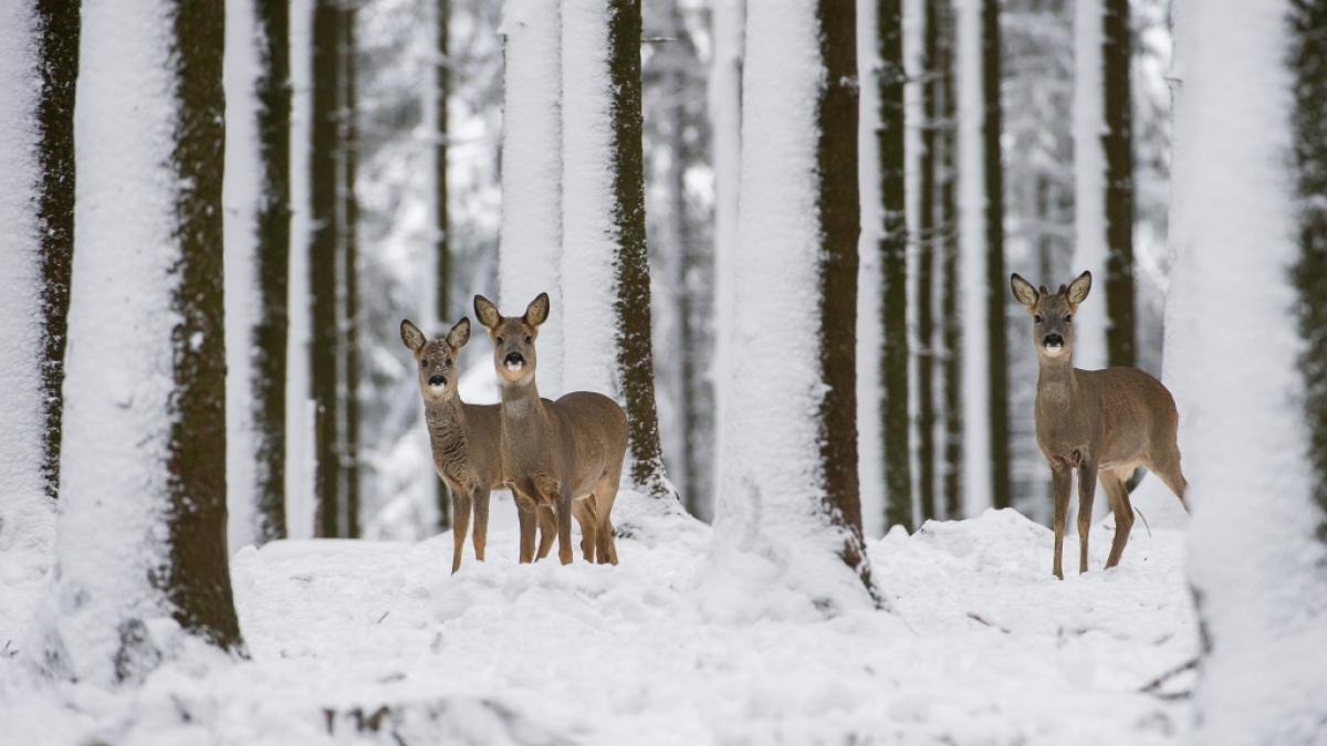 Der Fr&uuml;hwinter hat Deutschland fest im Griff. (Foto)