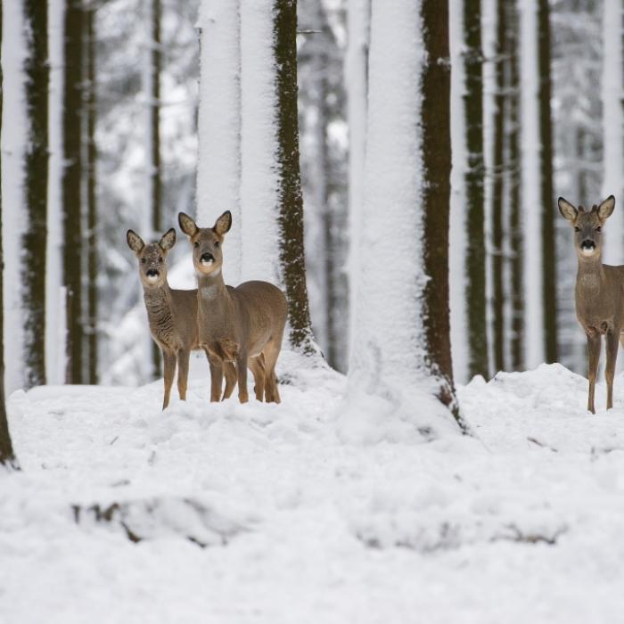 Achtung, Dauerfrost! Meteorologen prophezeien Schnee-Walze