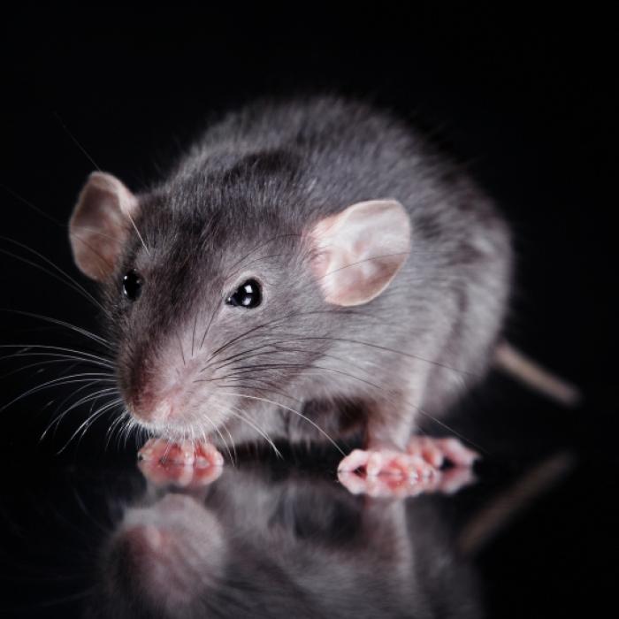 Experte warnt vor Mega-Invasion von riesigen Ultra-Ratten