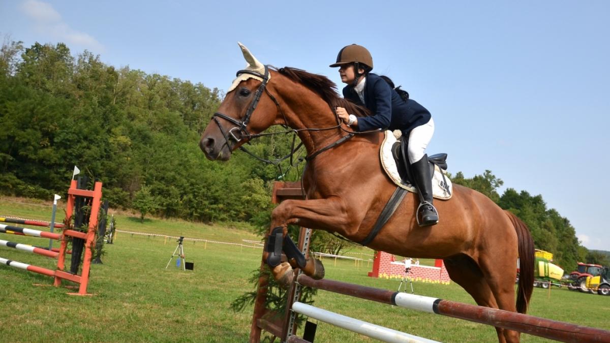 Wie gef&auml;hrlich ist Reitsport f&uuml;r Pferde? (Symbolfoto) (Foto)