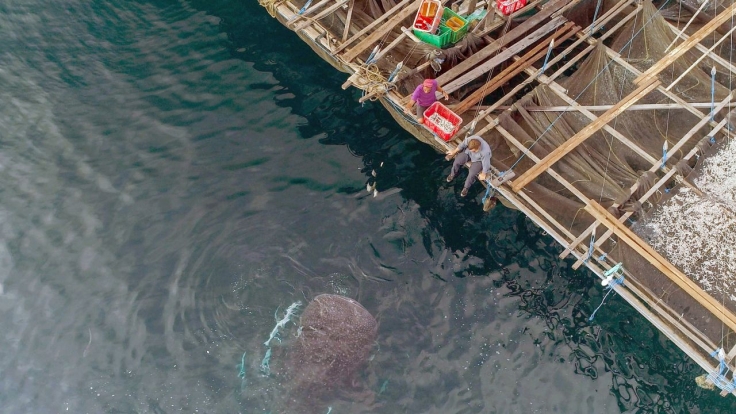 Dokumentation Online Stream