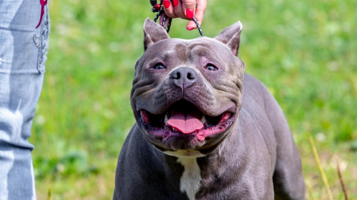 Im US-Bundesstaat Florida ist eine ehrenamtliche Helferin im Tierheim von einem aggressiven Hund zerfleischt worden (Symbolbild). (Foto)
