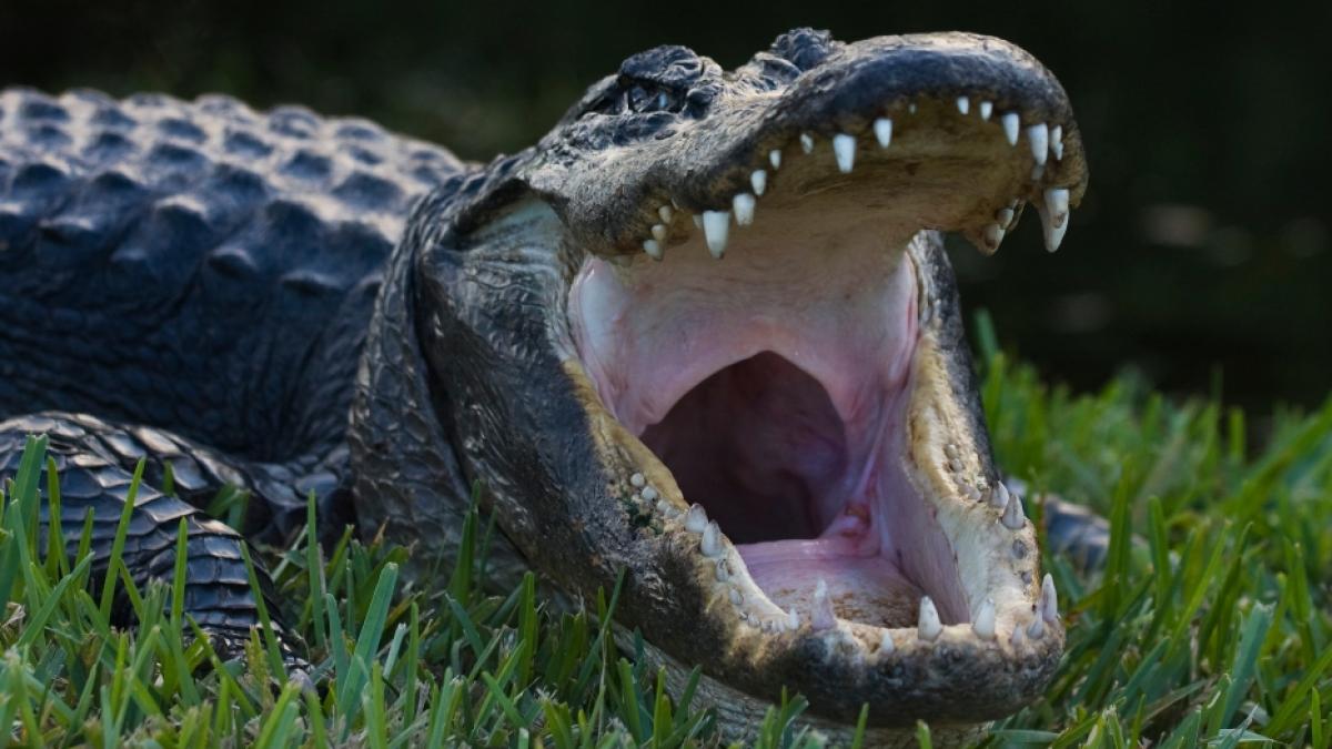 Ein Alligator hat eine Frau bei einer Horror-Attacke get&ouml;tet. (Foto)