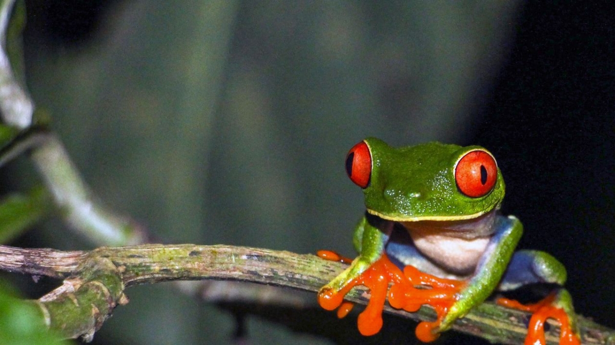 Metamorphosen - Die Wildnis kehrt zur&uuml;ck bei Arte (Foto)