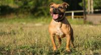 Ein Staffordshire Bullterrier hat in England ein Kind angegriffen. (Symbolfoto)