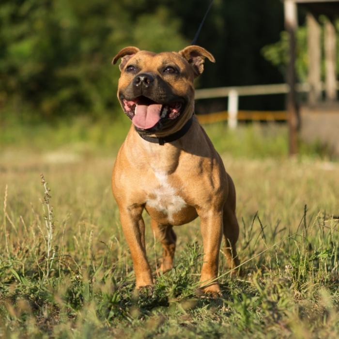 Beim Spaziergang! Brutaler Bullterrier entstellt Mädchen (13) das Gesicht