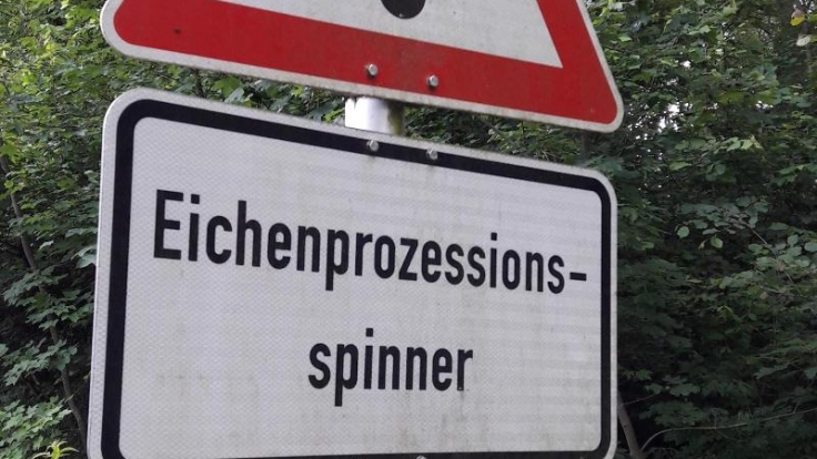 Eichenprozessionsspinner Bilder Baum