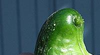 Wie ein Baby wiegt sich dieser Zucchino in den Händen seines offenbar stolzen Besitzers. Wahnsinn, so glücklich kann hässlich machen.